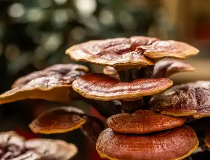 Bulk Ganoderma Lucidum Powder Bulk Ganoderma Lucidum Powder