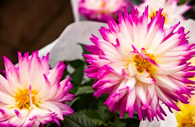 Mesembrianthemum extract Mesembrianthemum extract