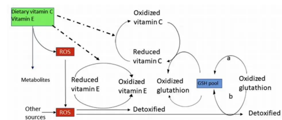 Bulk Vitamin E Powder Bulk Vitamin E Powder