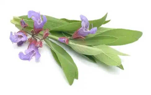 sage leaf extract powder