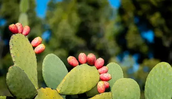 Opuntia Ficus Indica Extract Powder Opuntia Ficus Indica Extract Powder