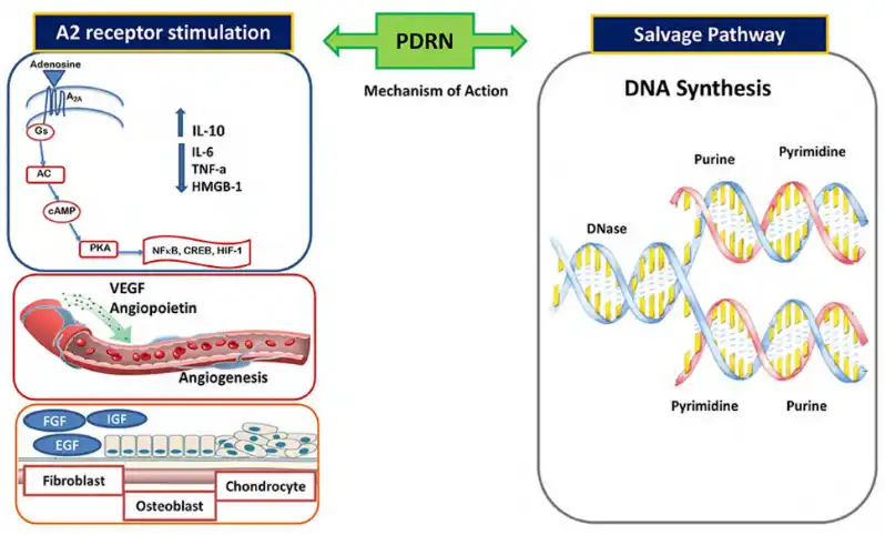 PDRN Powder PDRN Powder