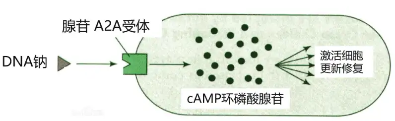 PDRN Powder PDRN Powder