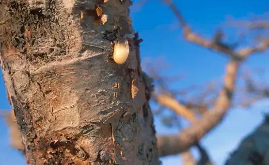 bulk frankincense oil bulk frankincense oil