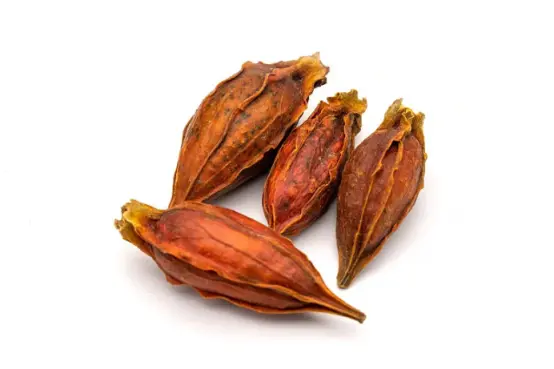 Gardenia Jasminoides Yellow Gardenia Jasminoides Yellow