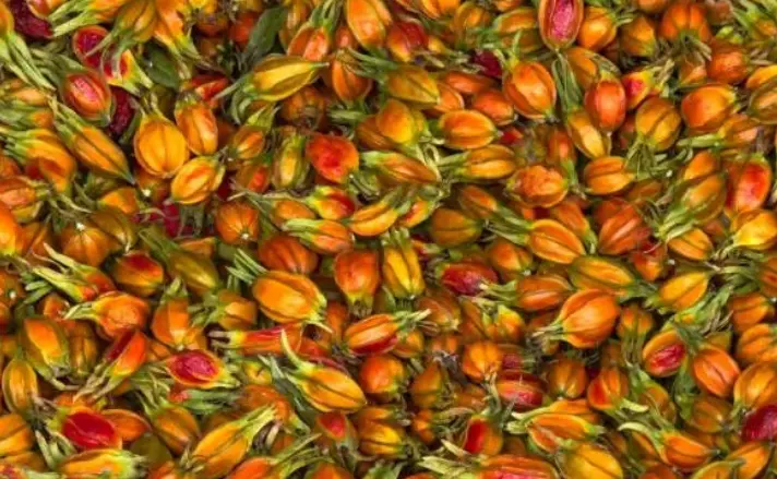 Gardenia Jasminoides Yellow Gardenia Jasminoides Yellow