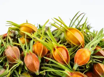 Gardenia Blue Powder Gardenia Blue Powder