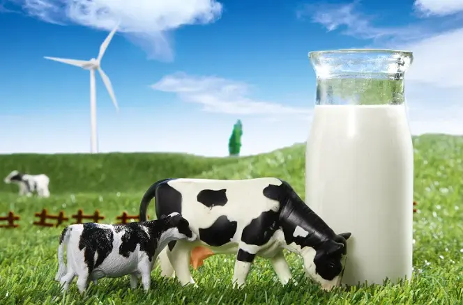 Powdered Bovine Colostrum