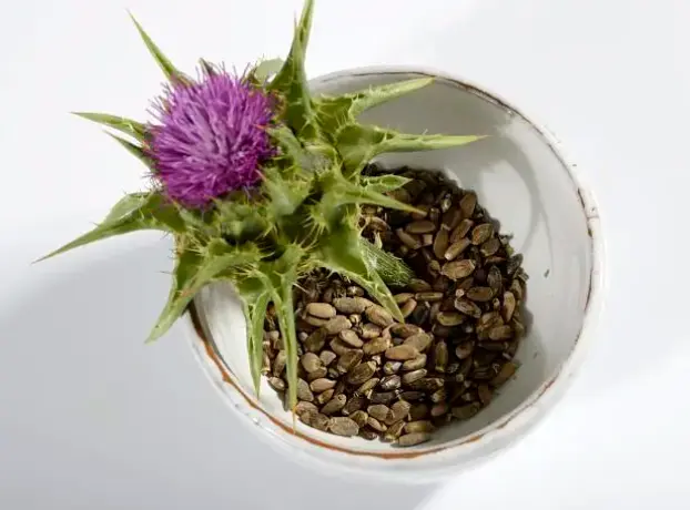 natural milk thistle seed oil
