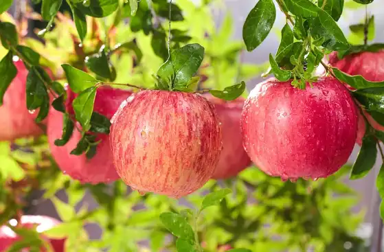 Pure apple extract Pure apple extract