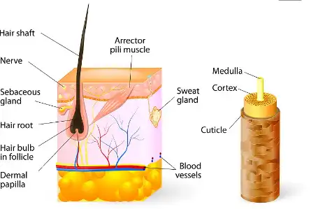 Climbazol Powder Climbazol Powder