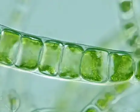 Pure Spirulina Powder Pure Spirulina Powder