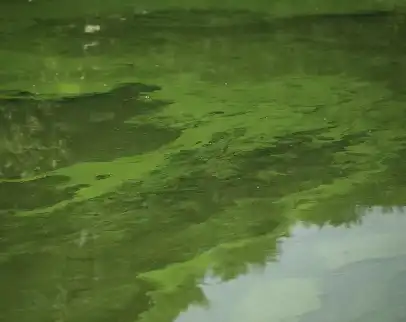 Pure Spirulina Powder Pure Spirulina Powder