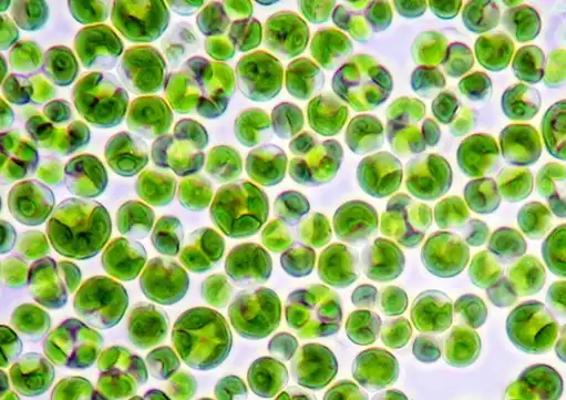 Bulk Chlorella Powder Bulk Chlorella Powder