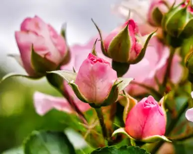 Pure Rose Powder Pure Rose Powder