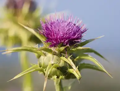 Silybin Powder Silybin Powder