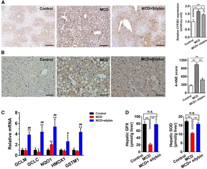 Silybin Powder Silybin Powder
