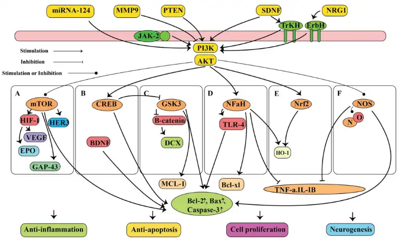 Silybin Powder Silybin Powder