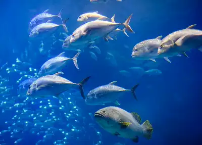 Fish Protein Powder Fish Protein Powder