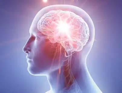 Broad Bean Protein Broad Bean Protein