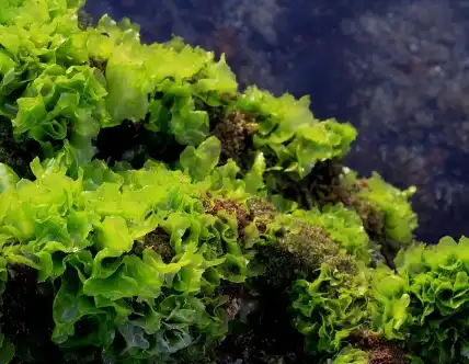 Algae Oil DHA Algae Oil DHA