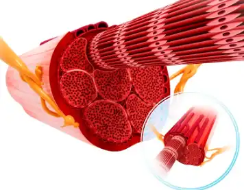 L-threonine Powder L-threonine Powder