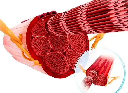 Bulk Creatine Powder Bulk Creatine Powder