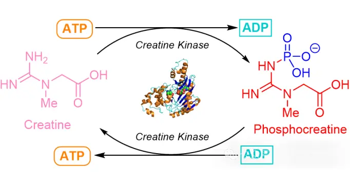 Bulk Creatine Powder Bulk Creatine Powder