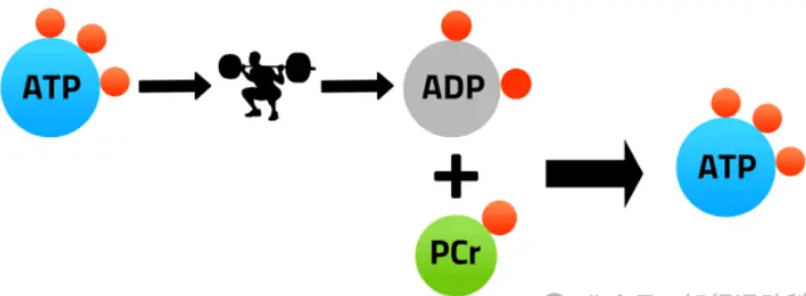 Bulk Creatine Powder Bulk Creatine Powder