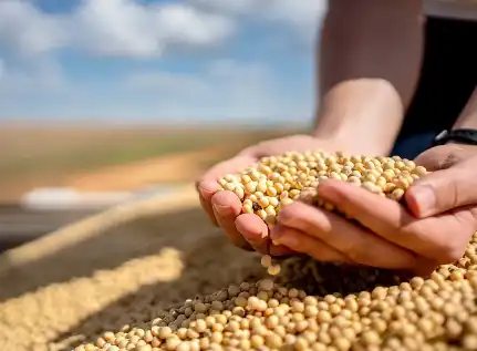 Soybean dietary fiber Soybean dietary fiber