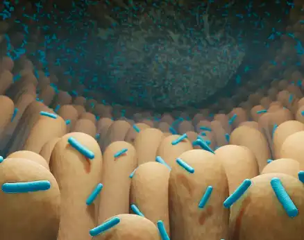 Organic Banana Powder Organic Banana Powder