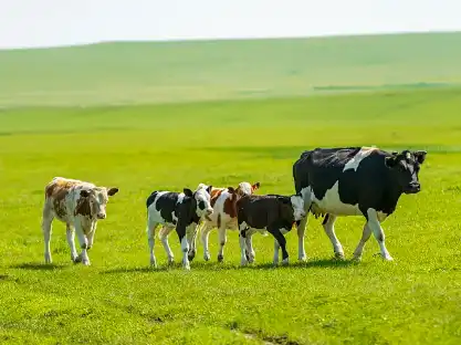 Hydrolyzed Bovine Collagen Powder Hydrolyzed Bovine Collagen Powder