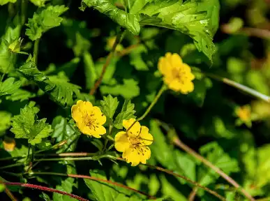 Potentilla Extract Potentilla Extract