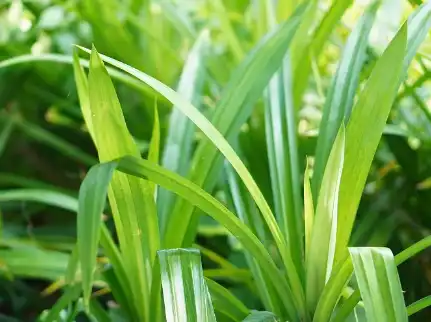 Pandan Leaf Extract Powder Pandan Leaf Extract Powder