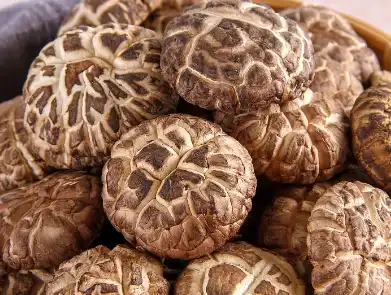 Shiitake Mushroom Powder Bulk Shiitake Mushroom Powder Bulk