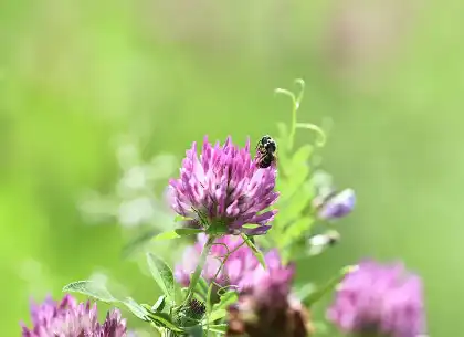 Formononetin Powder Formononetin Powder