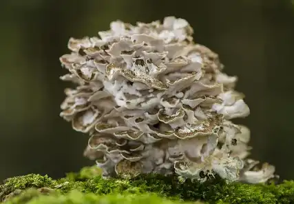 Organic Maitake Powder Organic Maitake Powder