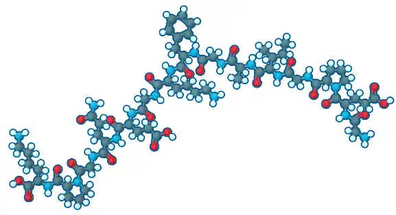 Collagen Type II Powder Collagen Type II Powder