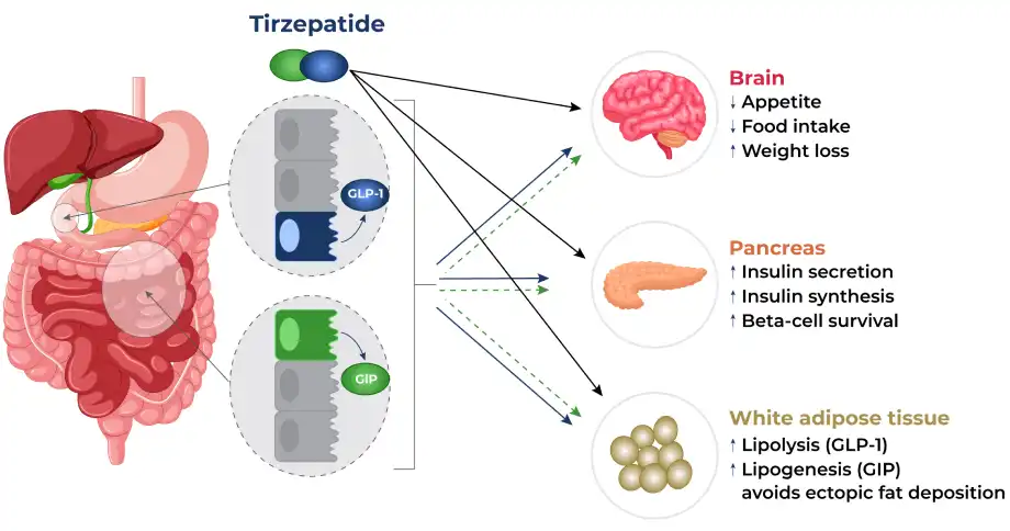 Tirzepatide Powder Tirzepatide Powder