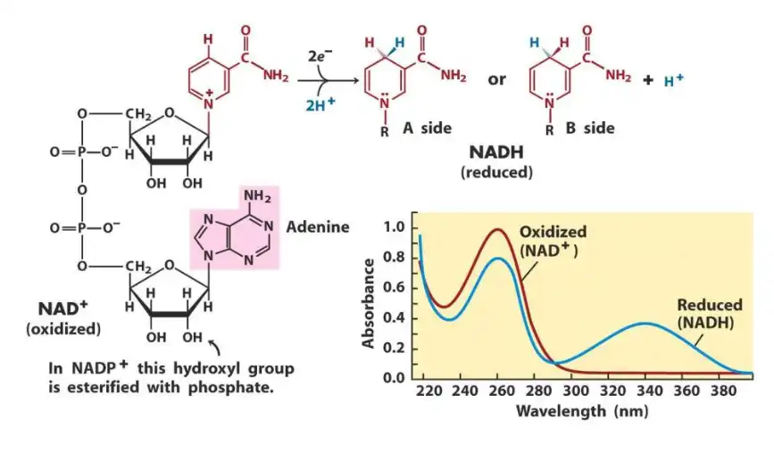 Nicotinamide Adenine Dinucleotide Nicotinamide Adenine Dinucleotide