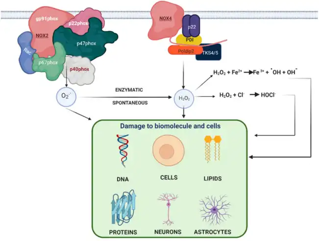 Nicotinamide Adenine Dinucleotide