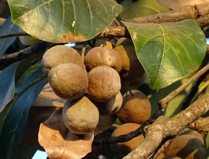 Terminalia Bellirica Extract Terminalia Bellirica Extract