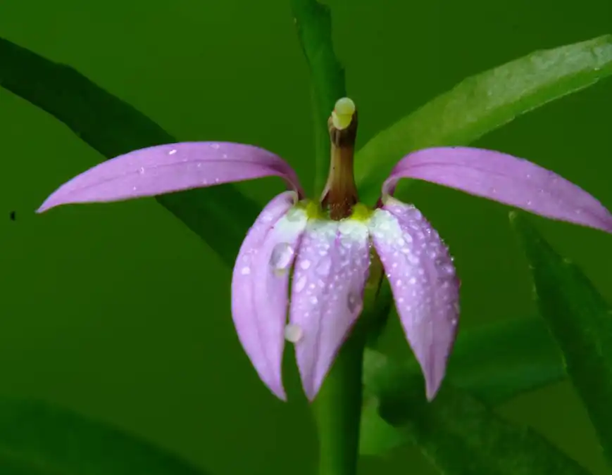 Lobelia Extract Lobelia Extract