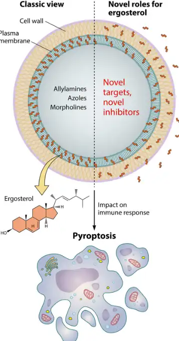 Ergosterol powder Ergosterol powder