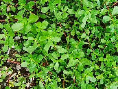 Brahmi Extract Brahmi Extract