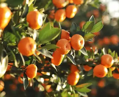 Bitter Orange Extract Bitter Orange Extract