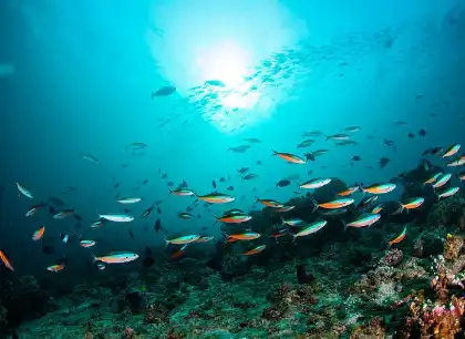 Fish Collagen Peptide Powder Fish Collagen Peptide Powder