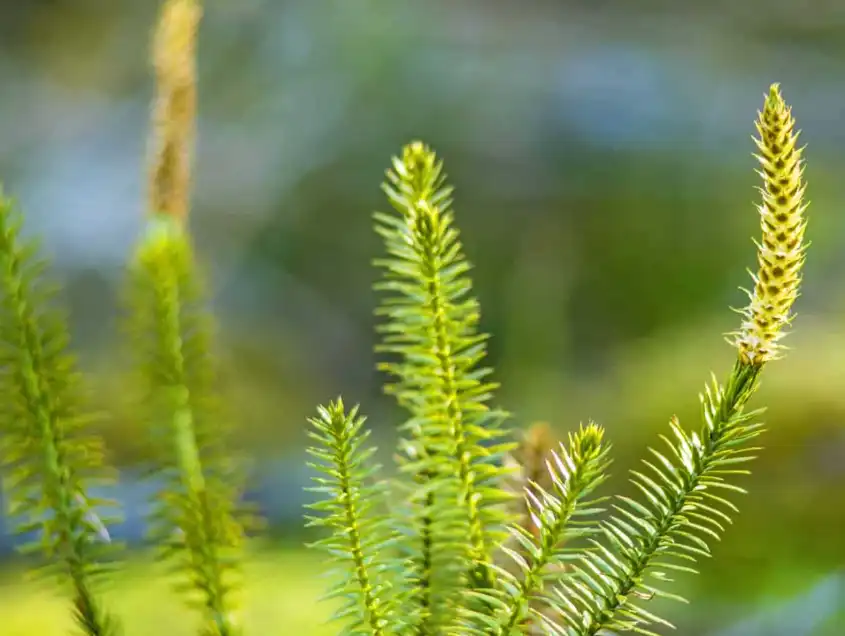 Huperzine A Powder Huperzine A Powder