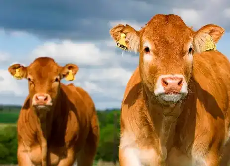 Ox Gall Powder Ox Gall Powder