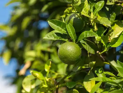 Lime Extract Powder Lime Extract Powder